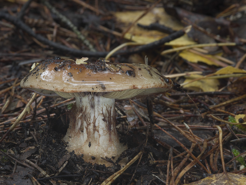 Cortinarius cupreorufus